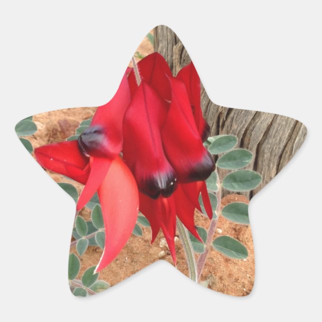 Sturt's Desert Pea étoile autocollant (Devant)