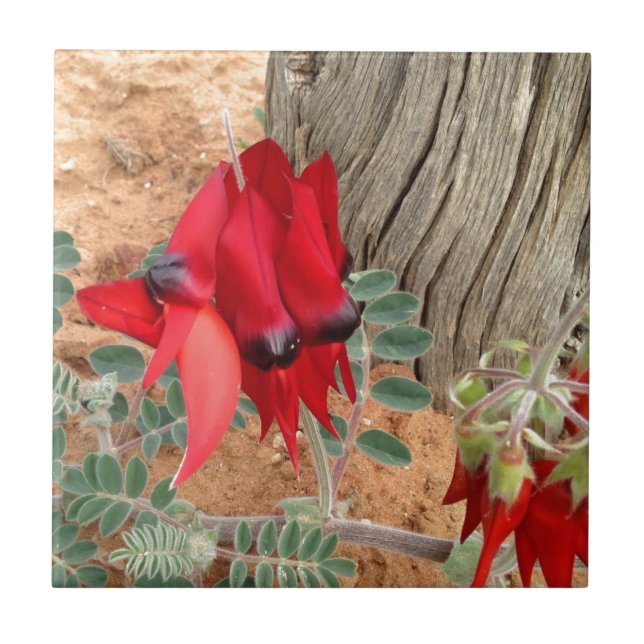 Sturt's Desert Pea-Quadrat Fliese (Vorderseite)