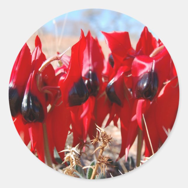 Sturt's Desert Pea Runder Aufkleber (Vorderseite)