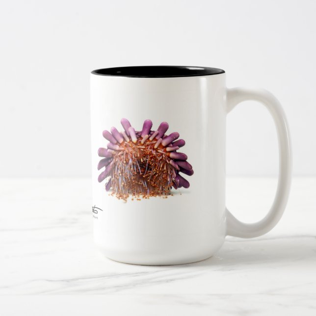 Sturzhelm-Bengel, Colobocentrotus atratus Zweifarbige Tasse (Rechts)