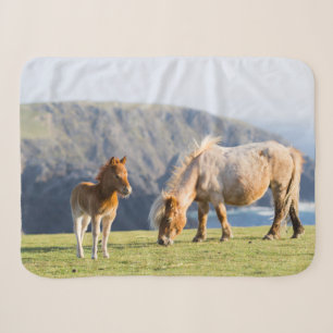 Stute mit Fohlen, Shetland-Inseln, Schottland Sherpadecke