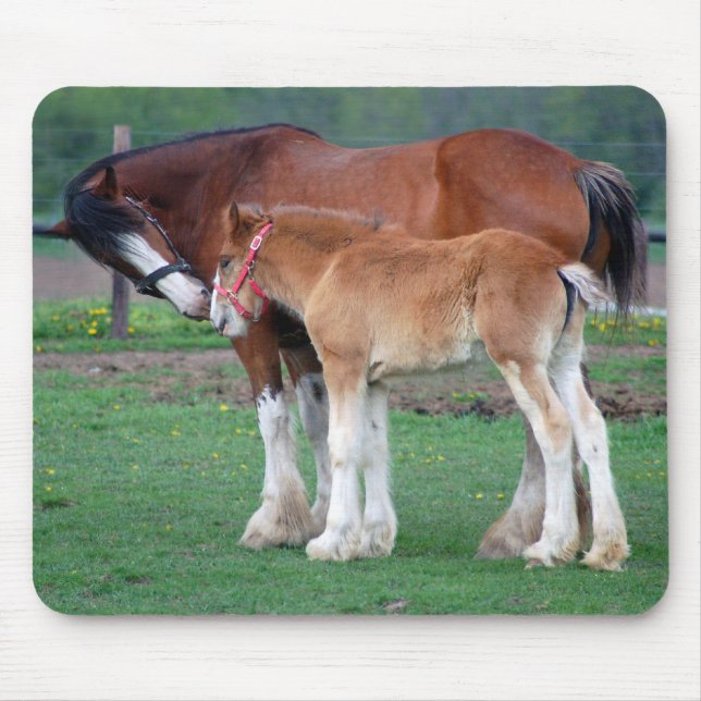 Stute und Colt 2 mousepad (Vorne)