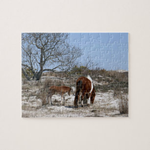 Stute und Fohlen im Assateague National Park