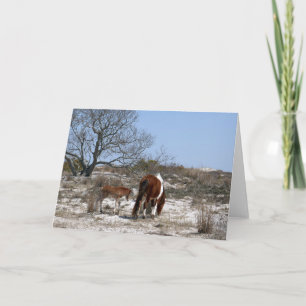 Stute und Fohlen im Assateague National Park Karte