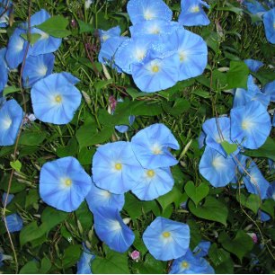 Stylo Glories du matin