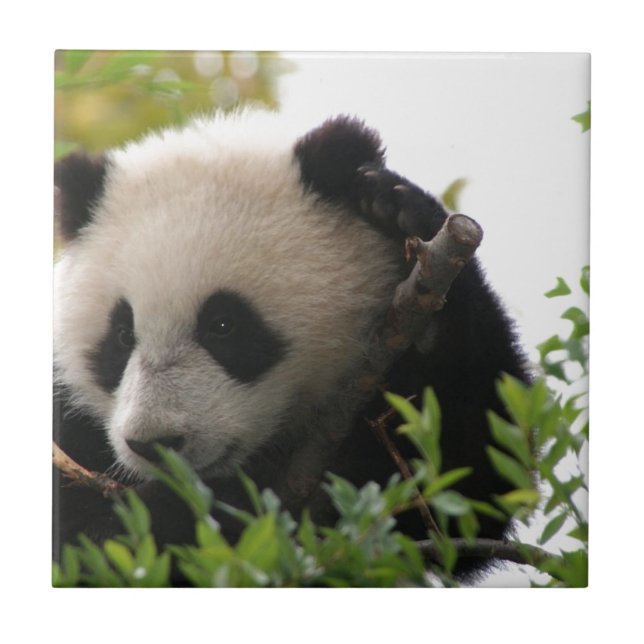 SU Lin, PandaBärenjunges am San Diego Zoo Fliese (Vorderseite)
