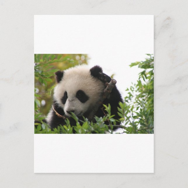 Su Lin, Riesenpanda im Zoo von San Diego Postkarte (Vorderseite)