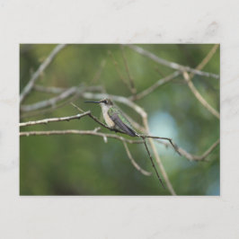 Subtile Beauty Postkarte