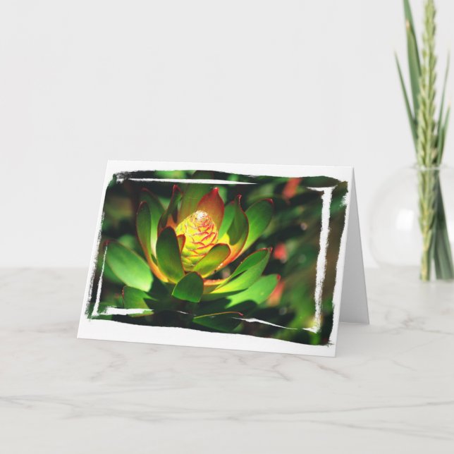 Succulent Bud Karte (Vorderseite)