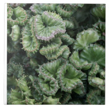 Succulent