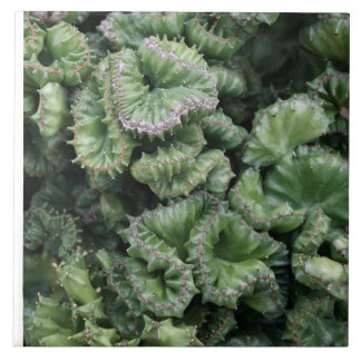 Succulent Fliese
