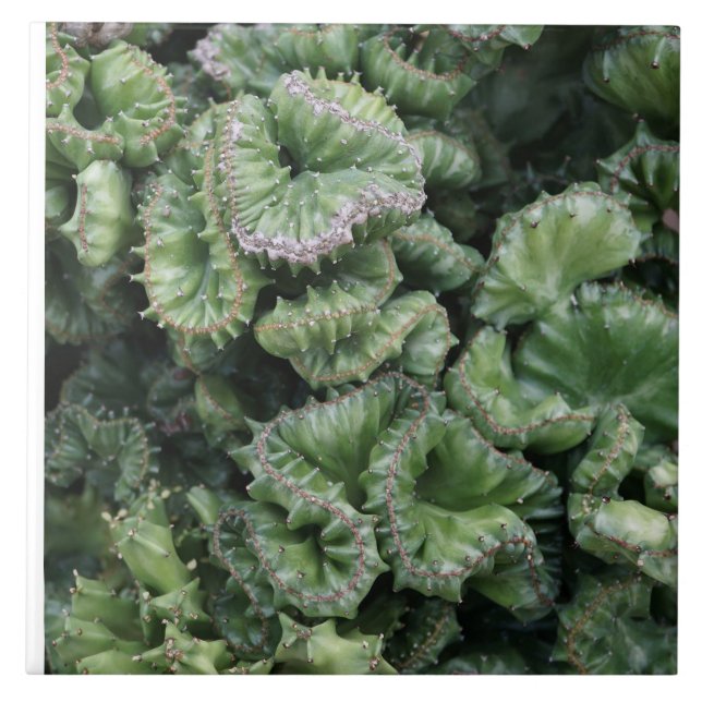 Succulent Fliese (Vorderseite)