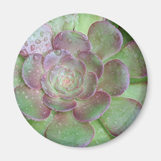 SUcculent Magnet (Vorne)