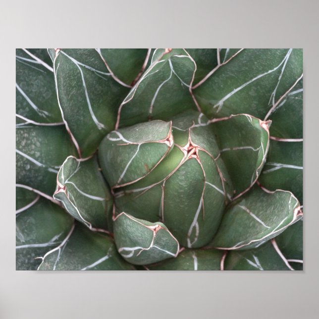 Succulent Pflanze Value Poster Paper (Matte) (Vorne)