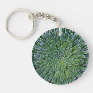 Succulent plante du désert