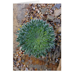 Succulent plante du désert