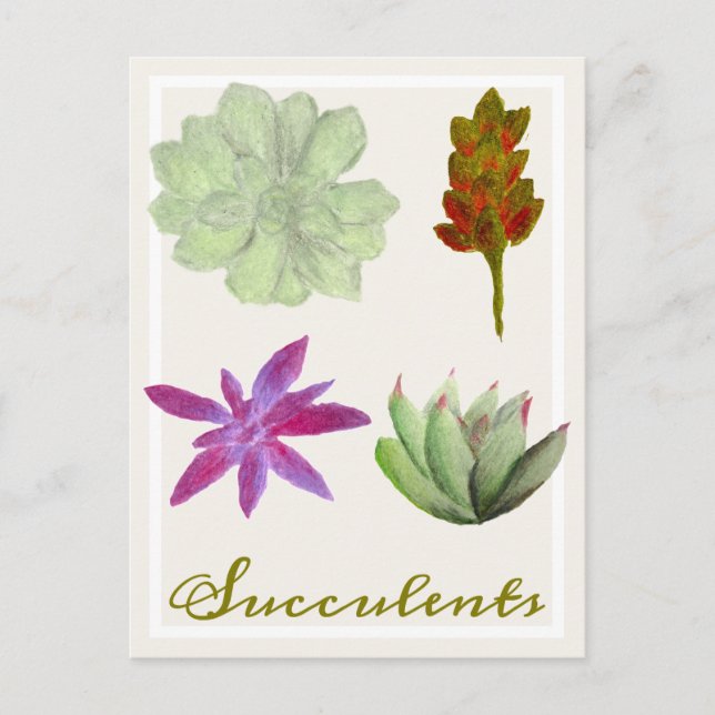 Succulent Plants Colored Pencil Drawings Postcard Postkarte (Vorderseite)