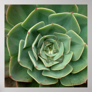 Succulent Print 2 Poster