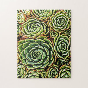 Succulents
