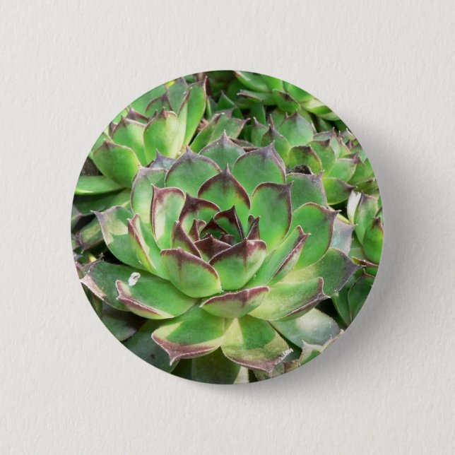Succulents Button (Vorderseite)