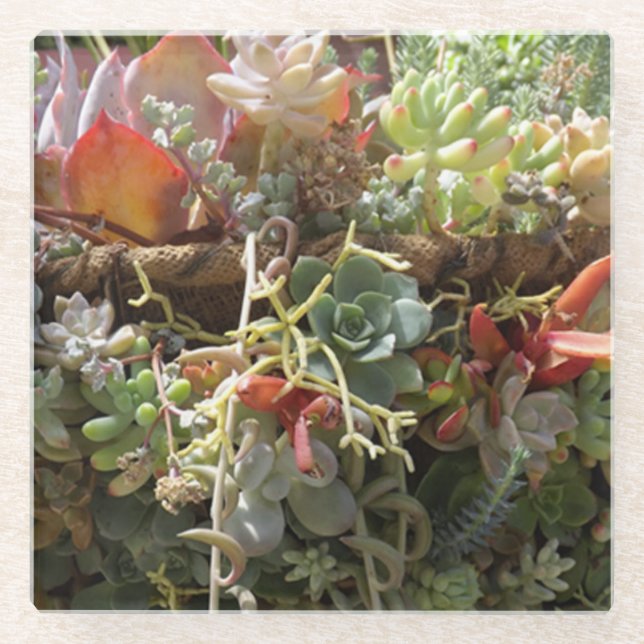 Succulents Glass Untersetzer (Vorderseite)