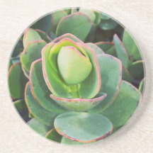 #succulents im Gewächshaus.