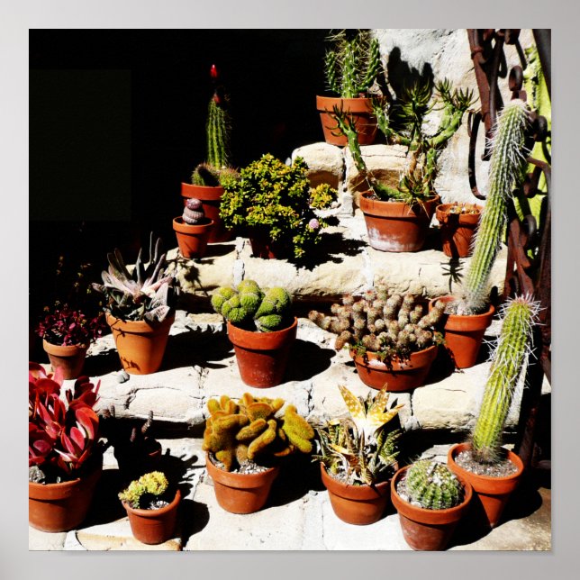 Succulents in Terracotta Pots in Afternoon Sun Poster (Vorne)