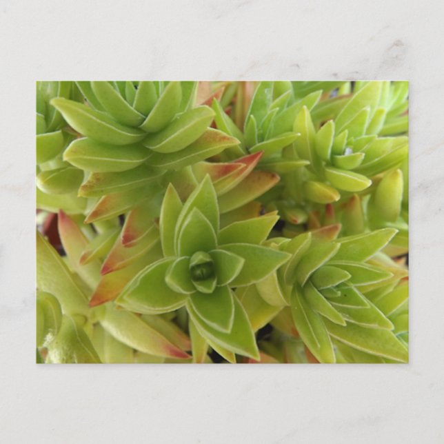 Succulents Post Card Postkarte (Vorderseite)