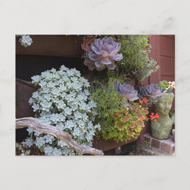 Succulents Postcard Postkarte (Vorderseite)