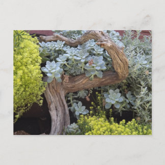 Succulents Postcard Postkarte