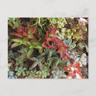 Succulents Postcard Postkarte