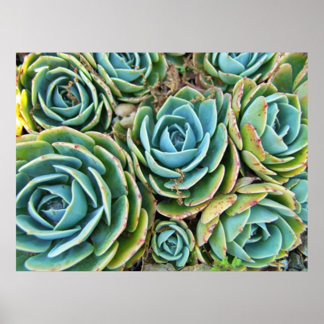 Succulents Poster (Vorne)
