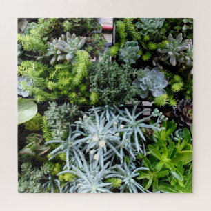 Succulents Puzzle Cactus Pflanze Schwierigkeiten