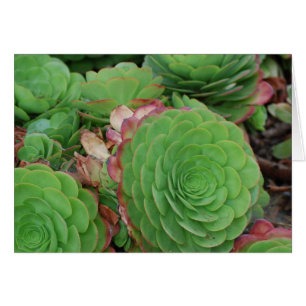 Succulents (vierge)