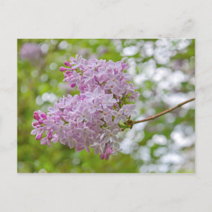 Succursale Lilac avec carte postale Bokeh