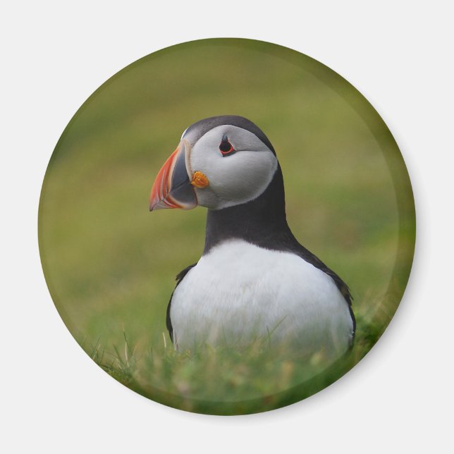 Suche nach Burrow Puffin Magnet (Vorne)