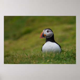 Suche nach Burrow Puffin Poster