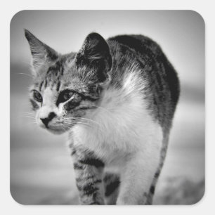Suche nach Katzenaufklebern Quadratischer Aufkleber