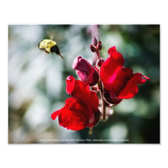 Suche nach Nectar Fotodruck (Vorne)