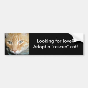 Suchen Sie nach Liebe?Adoptier eines Rescue Cat Au Autoaufkleber