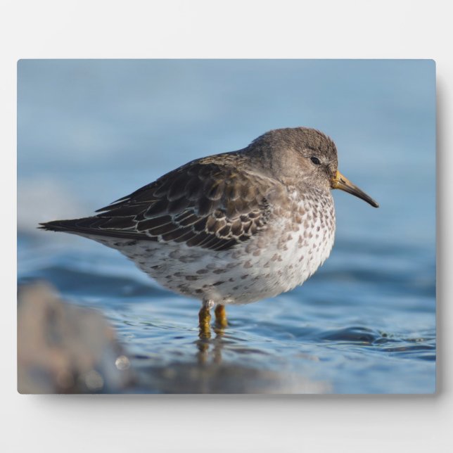 Suchrock Sandpiper Fotoplatte (Vorderseite)