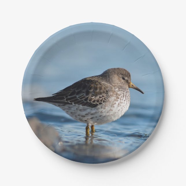 Suchrock Sandpiper Pappteller (Vorderseite)