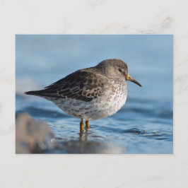 Suchrock Sandpiper Postkarte