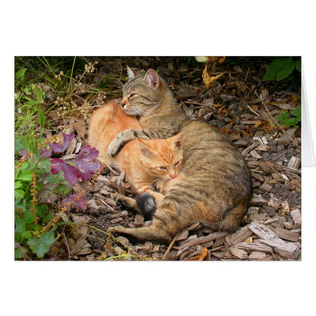 Suckling Ginger Cat (Vorderseite (Horizontal))