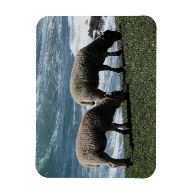 Süd Devon zwei Lämmer Grazing an der wilden Küste Magnet (Vertikal)