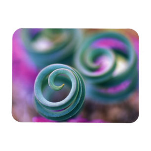 Süd-Namaqualand, Blätter der Keuchellien. Kredit Magnet