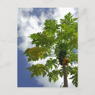 Süd-Pazifik, Französisch-Polynesien, Moorea. 2 Postkarte