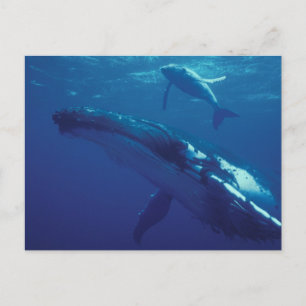 Süd-Pazifik, Tonga. Buckelwal und Kalb Postkarte
