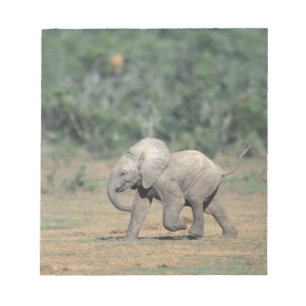 Südafrika, Addo-Elefanten-Nationalpark. Baby Notizblock