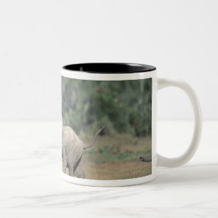 Südafrika, Addo-Elefanten-Nationalpark. Baby Zweifarbige Tasse
